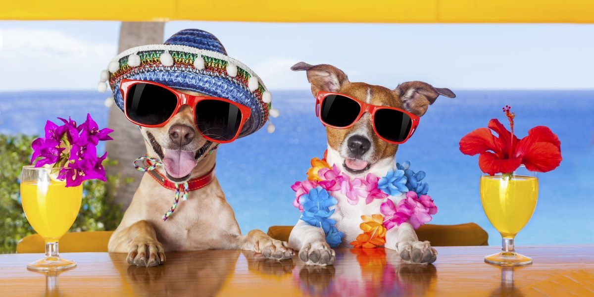 Cool Dogs at Bar